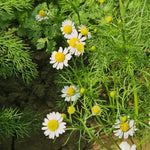 Matricaria chamomilla (Chamomile) Flowers C&S