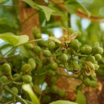 Aegle marmelos (Bael) Fruits TBC