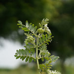 Gokharu Tablet (Tribulus terrestris)
