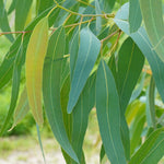 Eucalyptus globulus (Eucalyptus) Leaves Powder