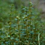 Bacopa monnieri (Brahmi) Whole Plant Powder