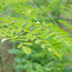 Moringa oleifera (Moringa) Leaves Powder