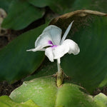 Kaempferia galanga (Galangal) Roots Powder