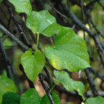 Tinospora cordifolia (Guduchi) Stem Powder