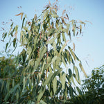 Eucalyptus globulus (Eucalyptus) Leaves Granules