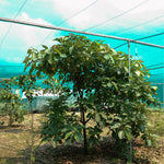 Bibhitaki Tablet (Terminalia bellirica)