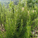 Alkanna tinctoria (Ratanjot) Root Powder