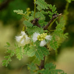 Acacia senegal (Gum Acacia) Gum