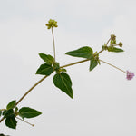 Boerhavia diffusa (Punarnava) Roots Powder