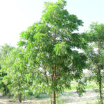 Azadirachta indica (Neem) Leaves TBC