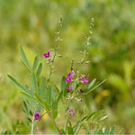 Indigofera tinctoria (Indigo) Leaves