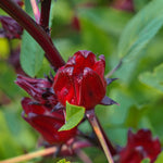 Hibiscus sabdariffa (Roselle) Petals TBC