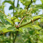Ziziphus jujuba (Jujube) Leaves Powder