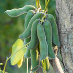 Mucuna prurita (Mucuna / Kounch) Seeds Powder
