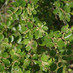 Ziziphus jujuba (Jujube) Leaves TBC