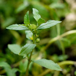 Eclipta alba (Bhringraj) Whole Plant TBC