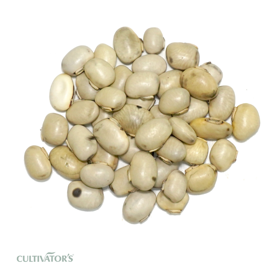 Organic Kaunch Seeds