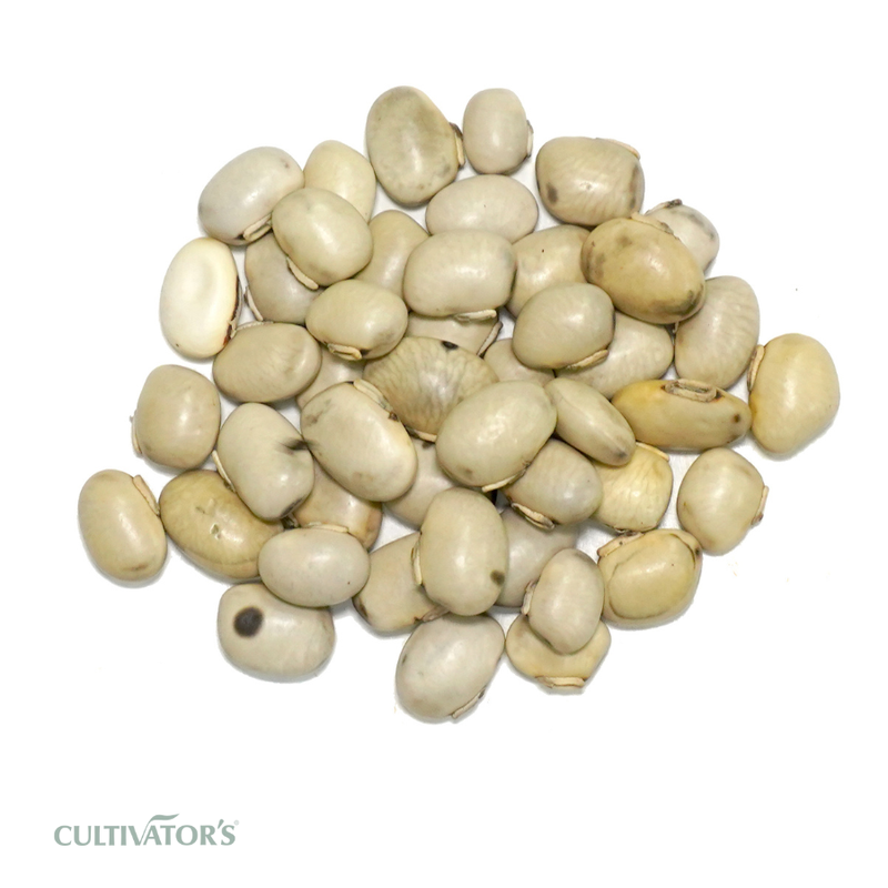 Organic Kaunch Seeds