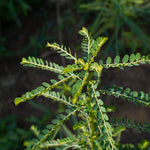 Phyllanthus amarus (Bhui Amla) Whole Plant C&S