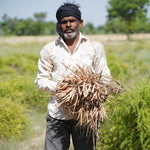 Shatavari Tablet (Asparagus racemosus)