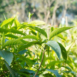 Adhatoda vasica (Vasaka Leaf) Leaves Powder