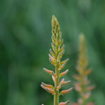Aloe barbadensis (Aloe vera) Leaves C&S
