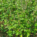Ocimum gratissimum (Vana Tulsi) Leaves Powder
