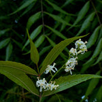 Azadirachta indica (Neem) Leaves Powder