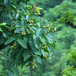 Terminalia chebula (Haritaki Fruit) Seedless Fruits TBC