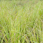 Cymbopogon citratus (Lemongrass) Leaves Powder