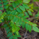 Murraya koenigii (Curry Leaf) Powder