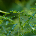 Phyllanthus amarus (Bhumi Amla) Whole Plant Powder