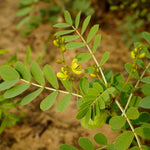 Cassia auriculata (Cassia/Neutral Henna) Leaves Powder