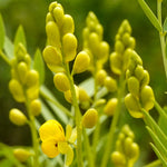 Cassia angustifolia (Senna) Leaves Powder