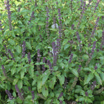 Ocimum gratissimum (Vana tulsi) Leaves TBC