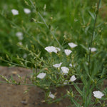 Shankhpushpi Tablet (Convolvulus pluricaulis)