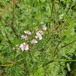 Coriandrum sativum (Coriander) Seeds TBC