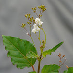 Boerhavia diffusa (Punarnava) Roots