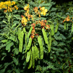 Senna Tablet (Cassia angustifolia)