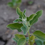 Withania somnifera (Ashwagandha) Roots Powder