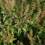 Ocimum basilicum (Rama tulsi) Leaves C&S