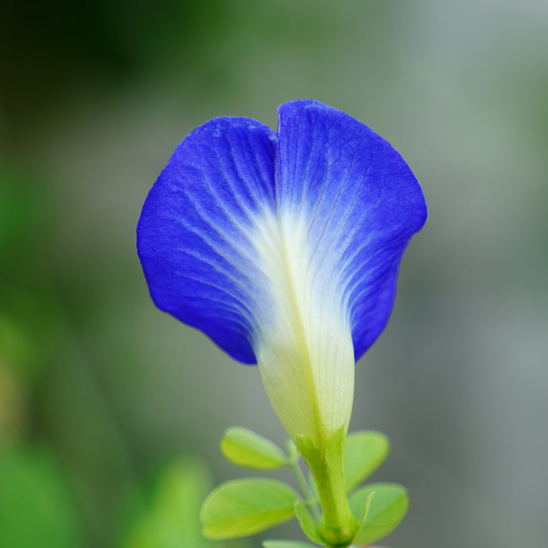 Clitoria ternatea (Butterfly Pea) Flower Powder | Cultivators Natural
