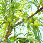 Phyllanthus emblica (Amla) Fruits Granules