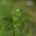 Punarnava Tablet (Boerhavia diffusa)