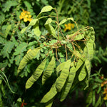 Cassia angustifolia (Senna) Leaves TBC