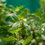 Eclipta alba (Bhringraj) Whole Plant C&S