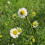 Matricaria chamomilla (Chamomile) Flowers TBC
