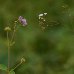 Boerhavia diffusa (Punarnava) Roots TBC