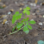 Moringa oleifera (Moringa) Leaves C&S