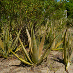 Aloe Vera Powder (Aloe barbadensis)